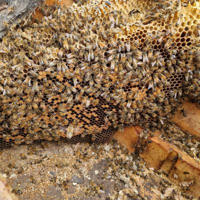 Beekeeping & Bee Removal, Sudbury, Suffolk