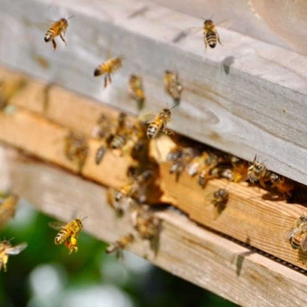 Suffolk Bee Keeping Services & Honey Stockists