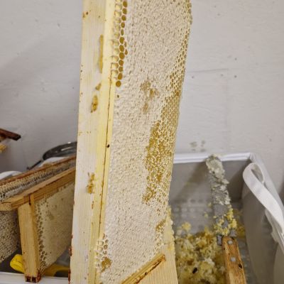 Beekeeping & Bee Removal, Sudbury, Suffolk