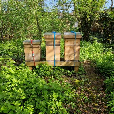 Beekeeping & Bee Removal, Sudbury, Suffolk