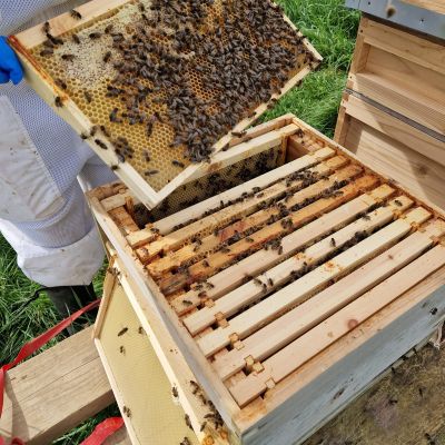 Beekeeping & Bee Removal, Sudbury, Suffolk