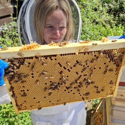 Beekeeping & Bee Removal, Sudbury, Suffolk