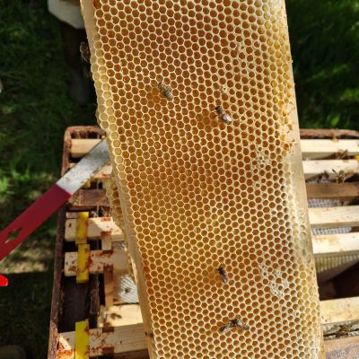 Beekeeping & Bee Removal, Sudbury, Suffolk