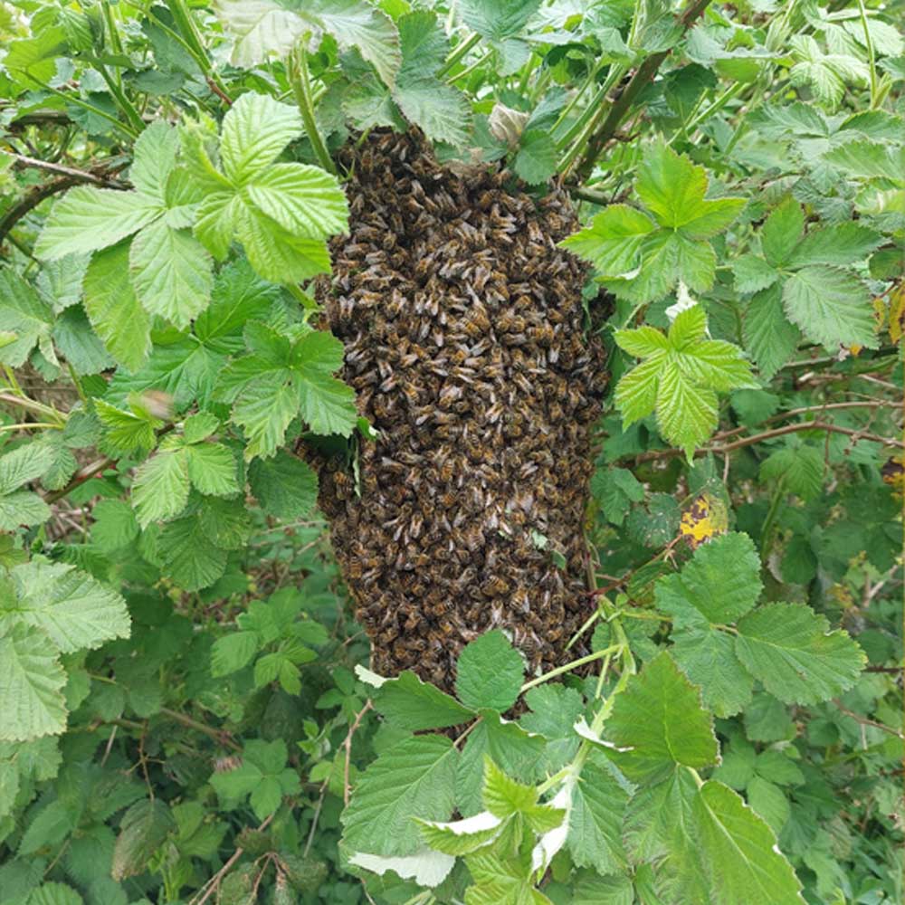 Suffolk Bee Keeping Services & Honey Stockists